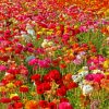 Colorful Flowers In Field Diamond Painting