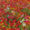 Colorful Flowers In Field Diamond Painting