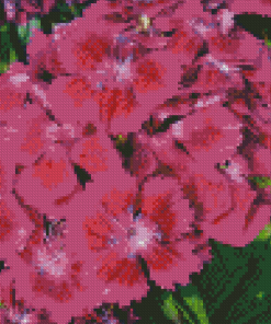 Pink Sweet William Flowers Diamond Painting
