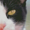 Aesthetic Tuxedo Cat Diamond Painting
