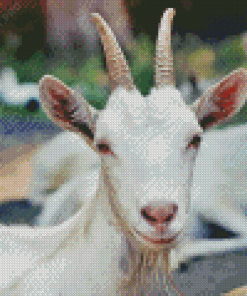Aesthetic White Goats Diamond Painting