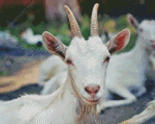 Aesthetic White Goats Diamond Painting