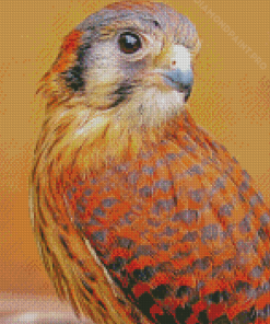 American Kestrel Sparrow Hawk Diamond Painting