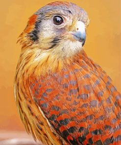 American Kestrel Sparrow Hawk Diamond Painting
