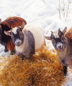 Baby Goats In Snow Diamond Painting
