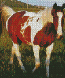 Brown And White Horse Diamond Painting