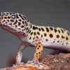 Aesthetic Leopard Gecko Art Diamond Painting