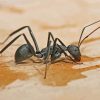 Black Carpenter Ant Diamond Painting