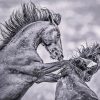 Black And White Fighting Horses Diamond Painting