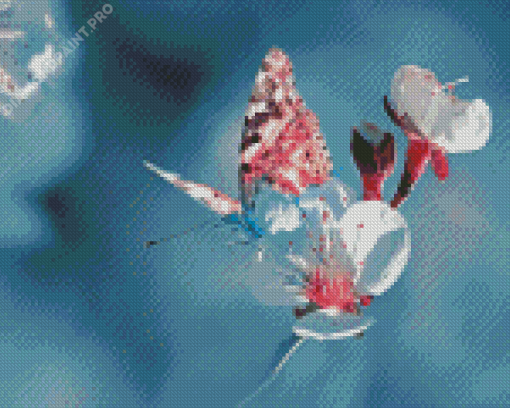 Butterfly On White Flowers Diamond Painting