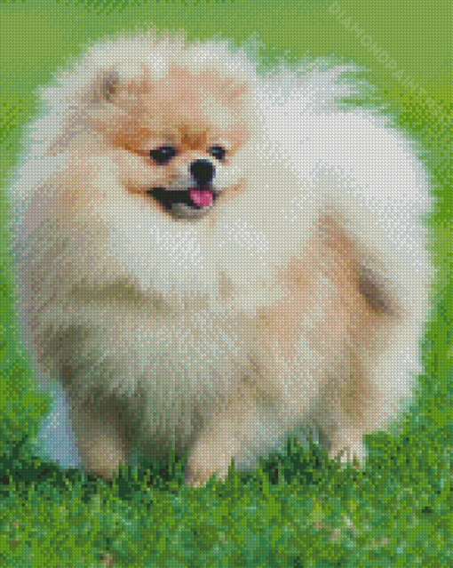 Cute Pomeranian Dog Diamond Painting