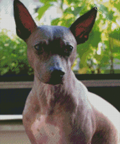 Aesthetic American Hairless Terrier Diamond Painting