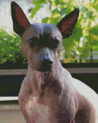 Aesthetic American Hairless Terrier Diamond Painting