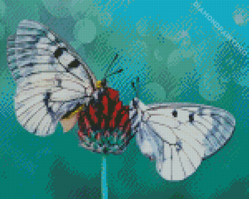 Aesthetic Couple Butterfly Illustration Diamond Painting