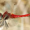 Aesthetic Red Dragonfly Diamond Painting