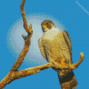 Aesthetic Peregrine Falcon Diamond Painting