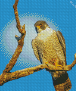 Aesthetic Peregrine Falcon Diamond Painting
