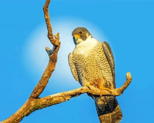 Aesthetic Peregrine Falcon Diamond Painting