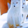 Arctic Fox Animals Diamond Painting