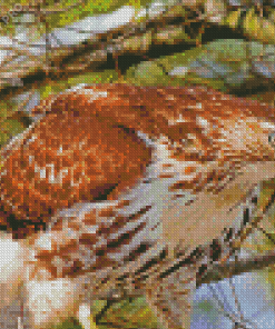 Hawk In A Forest Diamond Painting