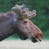 Moose Head Animal Diamond Painting