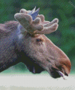 Moose Head Animal Diamond Painting