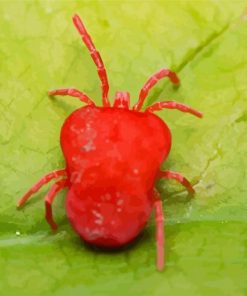 Red Spider On Green Leaf Diamond Painting