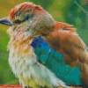 Adorable Roller Bird Diamond Painting