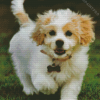 Adorable Cavachon Diamond Painting