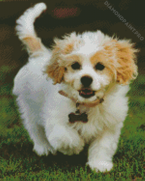 Adorable Cavachon Diamond Painting