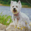 Aesthetic White Highland Terrier Diamond Painting