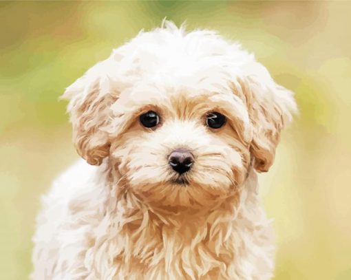 Cute Maltipoo Puppy Diamond Painting