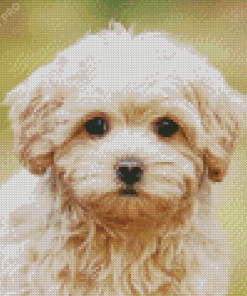 Cute Maltipoo Puppy Diamond Painting