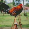 Rooster Bird Diamond Painting