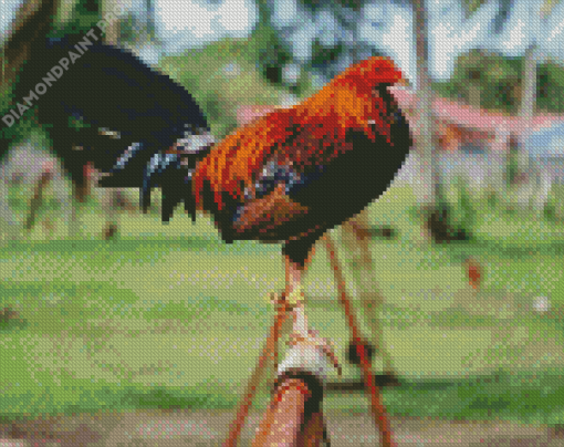 Rooster Bird Diamond Painting