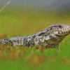 Tegu Lizard Reptile Diamond Painting
