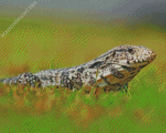 Tegu Lizard Reptile Diamond Painting