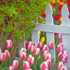 Tulips By White Picket Fence Diamond Painting