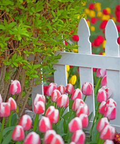 Tulips By White Picket Fence Diamond Painting