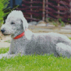 Aesthetic Bedlington Terrier Animal Diamond Painting