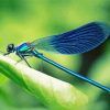 Aesthetic Blue Dragonfly Diamond Painting