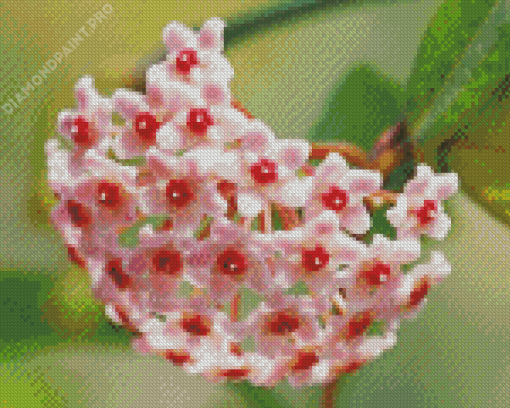 Pink Hoya Flowers Diamond Painting