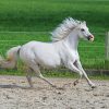 White Welsh Pony Running Diamond Paintings