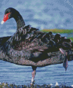 Aesthetic Black Swan Diamond Painting