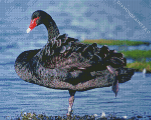 Aesthetic Black Swan Diamond Painting