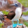 Aesthetic Blue Footed Boob Diamond Painting