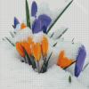 Aesthetic Spring Flower In Snow Diamond Painting