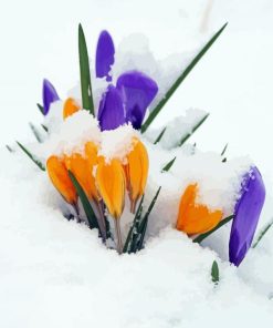 Aesthetic Spring Flower In Snow Diamond Painting