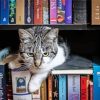 Aesthetic Cats In Bookshelves Diamond Painting