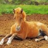 Blonde Horse Foal Diamond Paintings